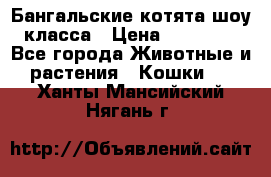 Бангальские котята шоу класса › Цена ­ 25 000 - Все города Животные и растения » Кошки   . Ханты-Мансийский,Нягань г.